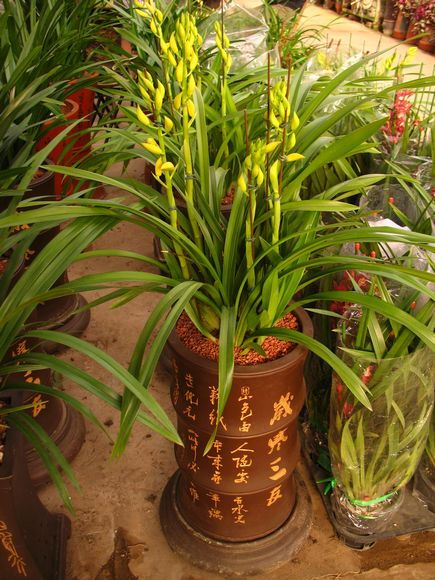 北京禮品蘭花熱銷(xiāo)引領(lǐng)花卉市場(chǎng)新潮流