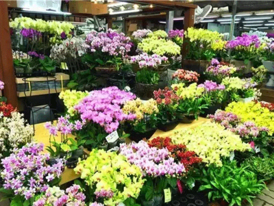 韓國(guó)花卉苗木市場(chǎng) 暢游外國(guó)花卉圈與禮品花卉銷(xiāo)售新趨勢(shì)