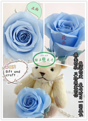 全球暢銷(xiāo)，廠家直銷(xiāo)——昆明鄭繼蘭花卉優(yōu)質(zhì)保鮮花花材批發(fā)與零售